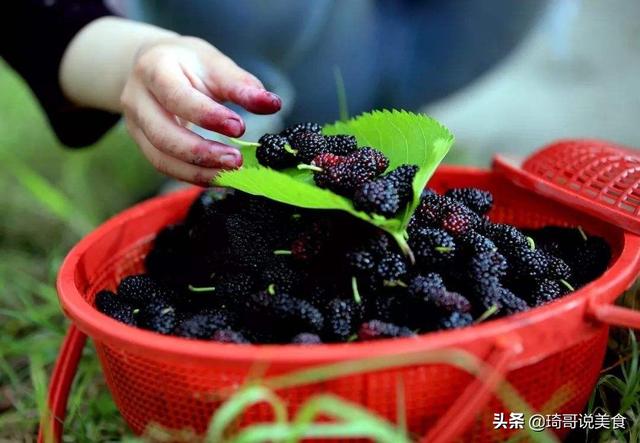 桑椹酒泡制方法和配方_桑椹酒泡制方法有毒_桑椹酒怎么泡制方法
