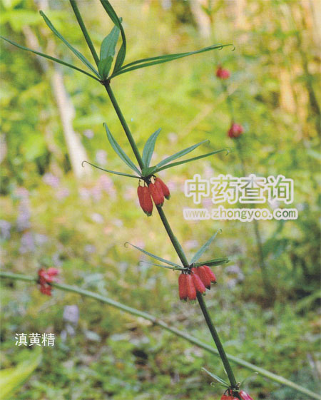 黃精圖片